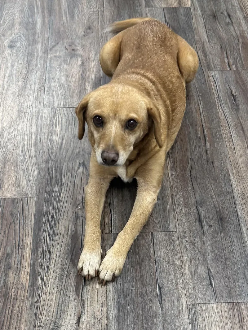 An adult medium-sized female Golden Yellow Labrador Retriever dog named Little Girl for adoption in Alexandria, LA