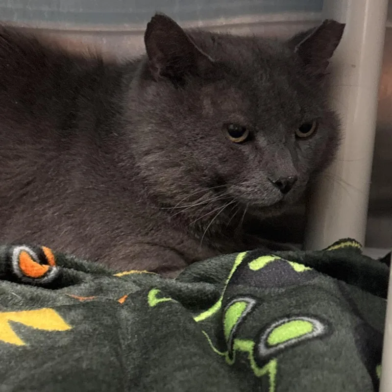 An adult large-sized male Gray / Blue / Silver Domestic Short Hair cat named Bao for adoption in Philadelphia, PA