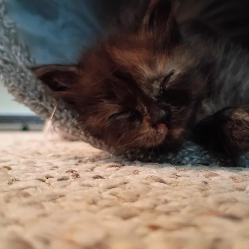 A baby medium-sized female Tortoiseshell cat named Merlot for adoption in Bordentown, NJ