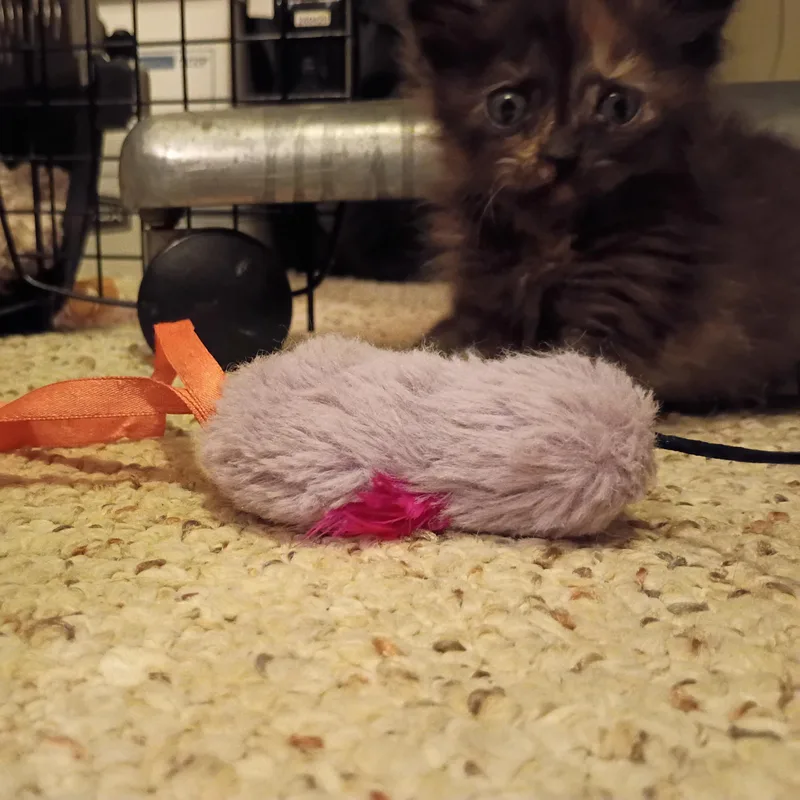 Merlot thumbnail 3