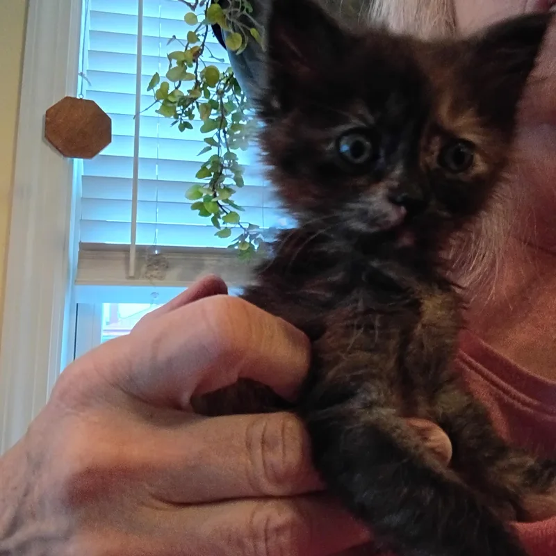 Merlot thumbnail 4