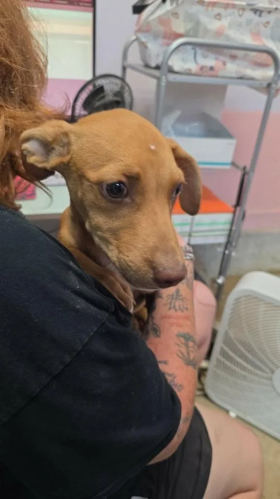 A baby small-sized female American Staffordshire Terrier dog named Nicki for adoption in New Braunfels, TX