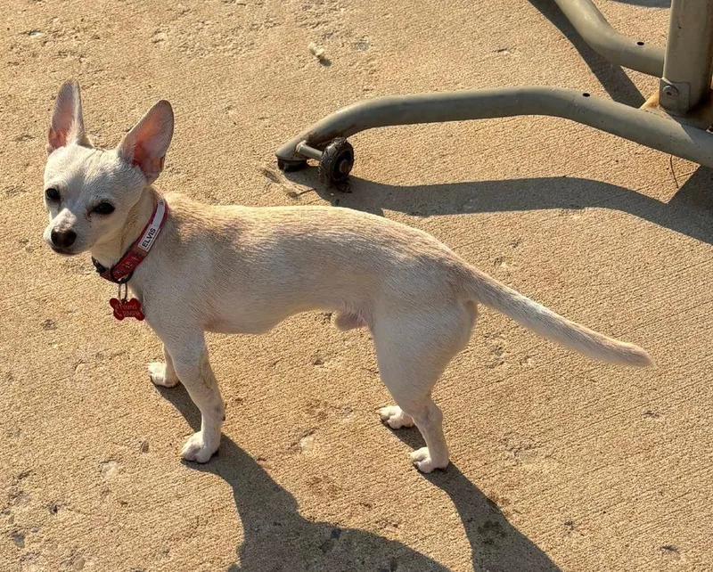 An adult small-sized male Chihuahua dog named Elvis for adoption in Broomfield, CO