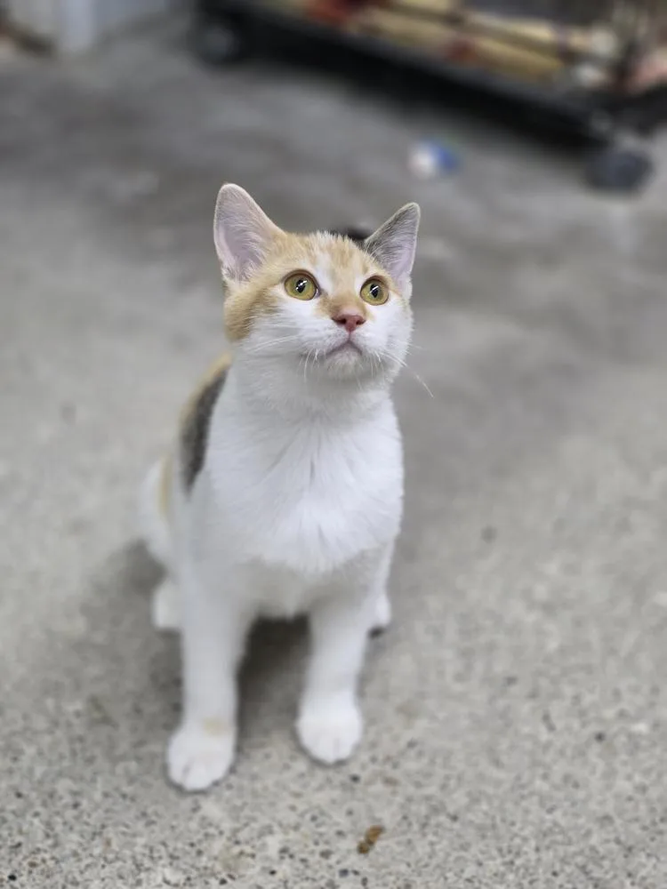 A baby small-sized female Orange & White Domestic Short Hair cat named Dinah for adoption in Mishawaka, IN