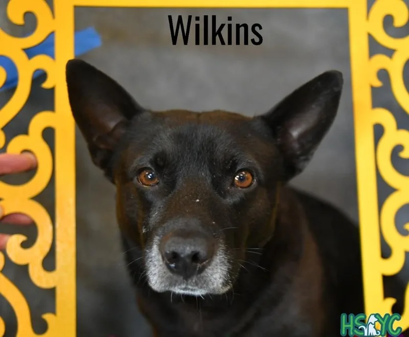 Wilkins