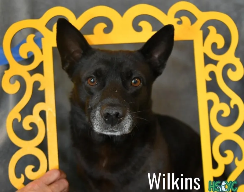 Wilkins thumbnail 3