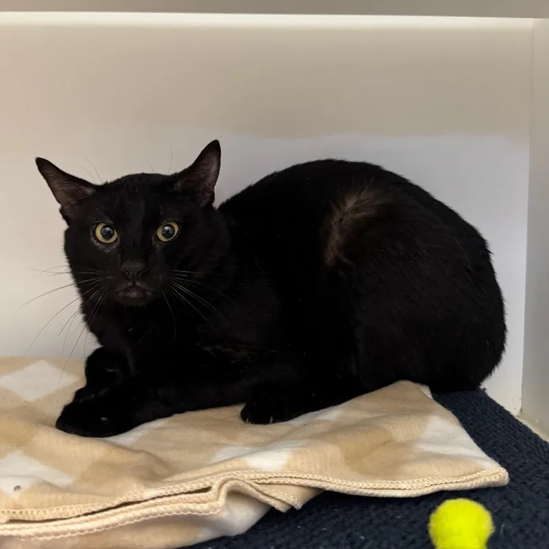 An adult medium-sized male Black Domestic Short Hair cat named Midnight for adoption in Webster, TX