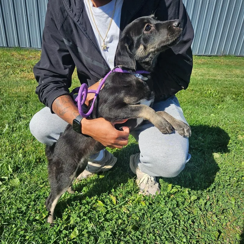 A baby small-sized female Labrador Retriever dog named Justice for adoption in Tomah, WI