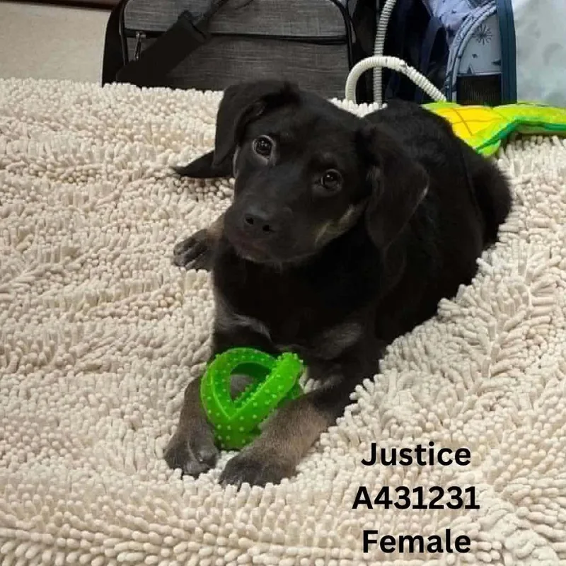Justice thumbnail 2