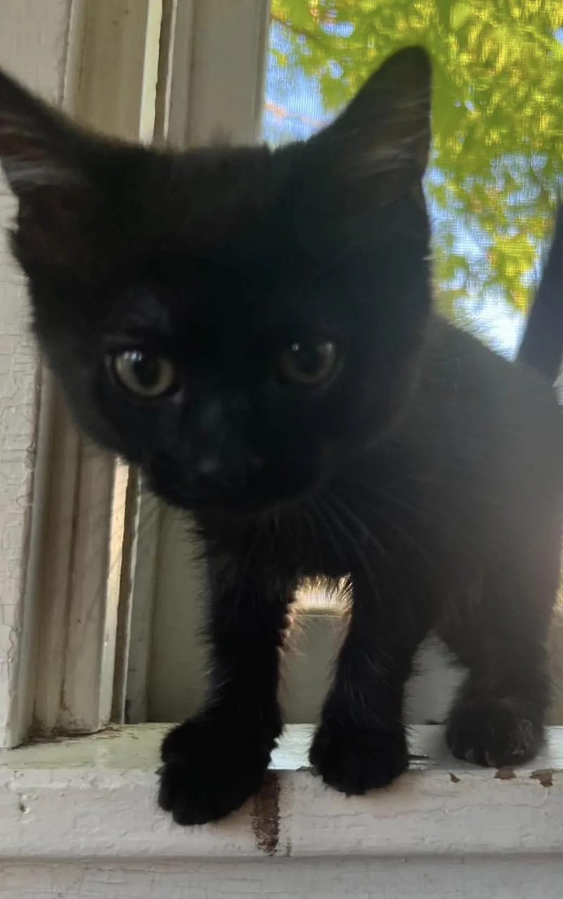 A baby small-sized male Domestic Medium Hair cat named Fletcher for adoption in Lockport, IL