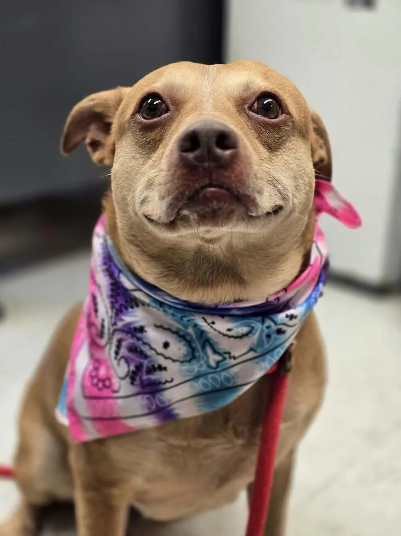 An adult medium-sized female Red / Chestnut / Orange Australian Cattle Dog / Blue Heeler dog named Mocha for adoption in Grants Pass, OR