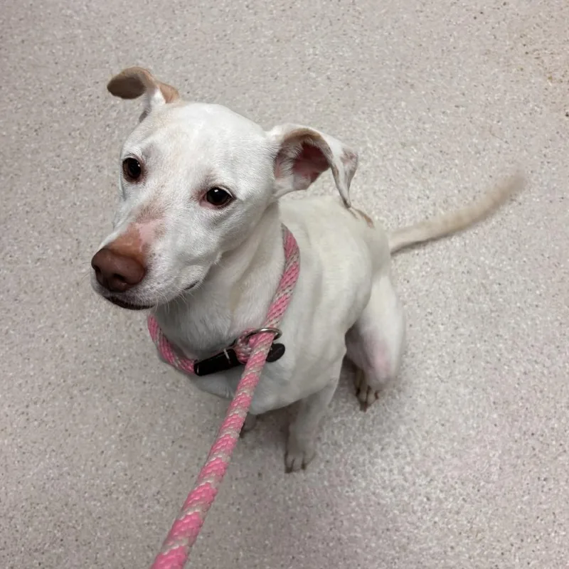 An adult medium-sized female Mixed Breed dog named Athena for adoption in Murray, UT