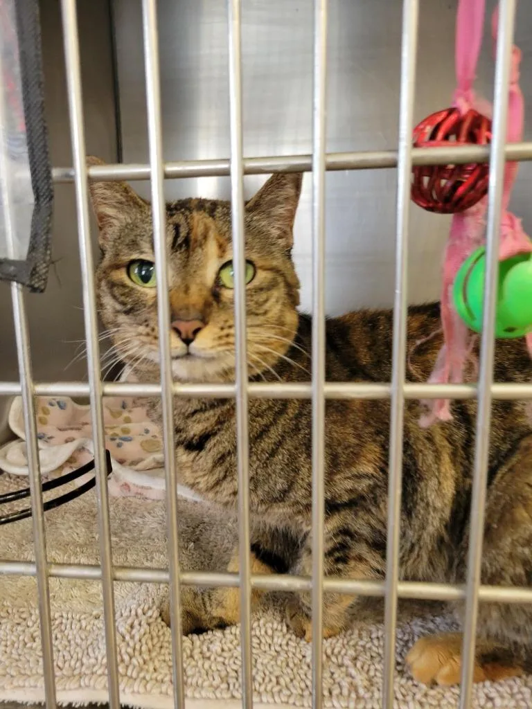 A young medium-sized female Domestic Short Hair cat named Sassy for adoption in Sunnyvale, TX