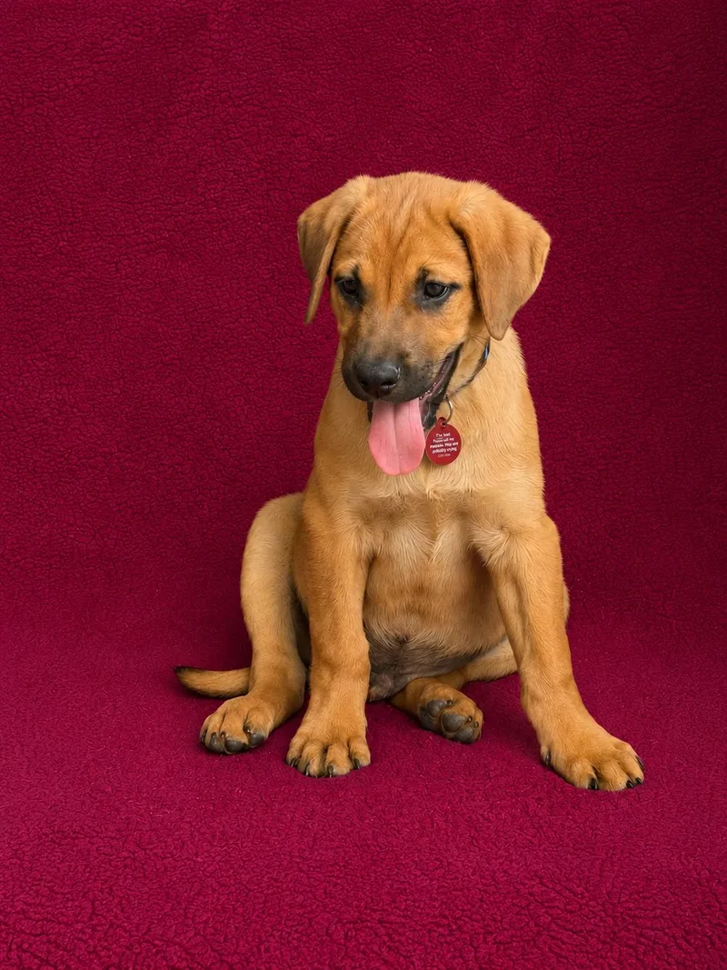 A baby large-sized male Labrador Retriever dog named George for adoption in Nashville, TN