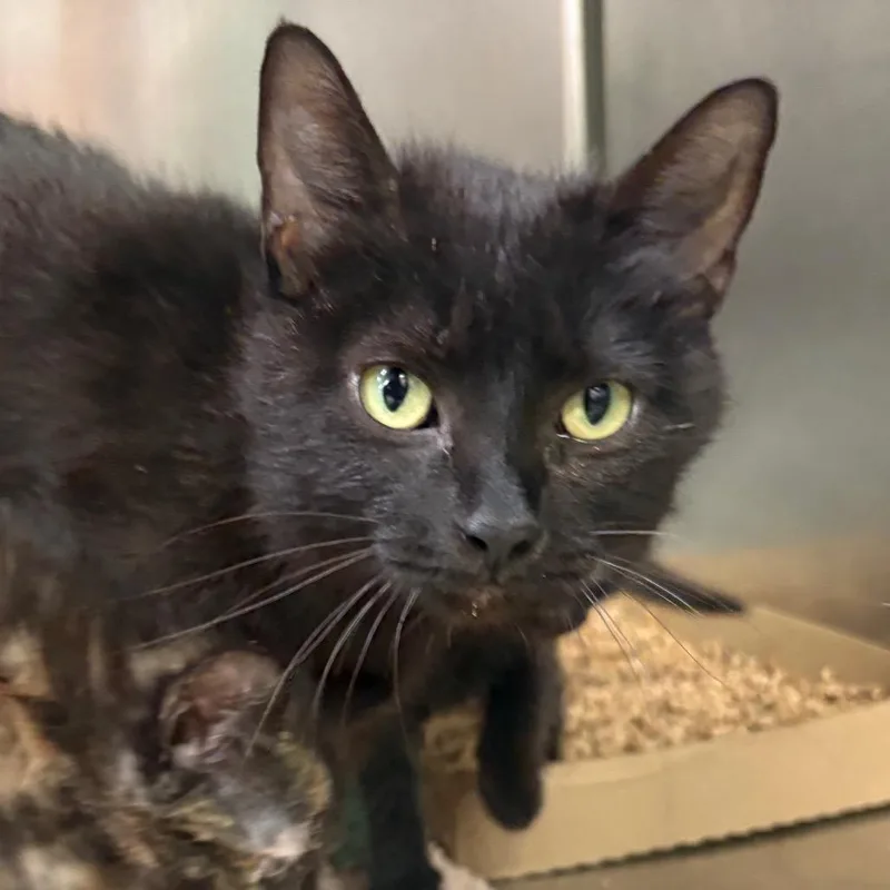 An adult medium-sized female Black Domestic Short Hair cat named Fawn for adoption in Springfield, IL