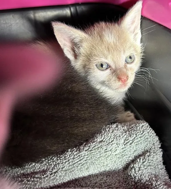 A baby small-sized female Domestic Short Hair cat named Wren for adoption in Virginia Beach, VA