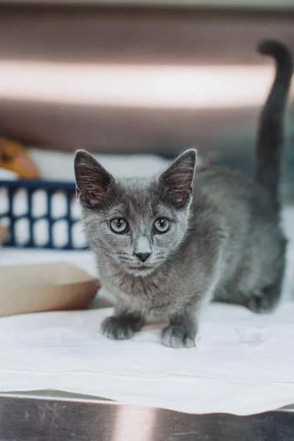A young small-sized male Domestic Short Hair cat named A Casian PetSmart James for adoption in North Charleston, SC