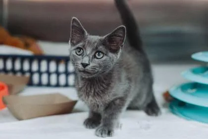 A Casian PetSmart James thumbnail 2