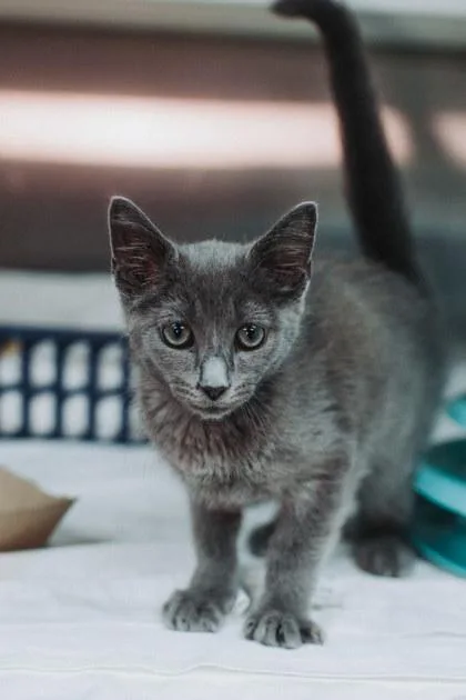 A Casian PetSmart James thumbnail 3