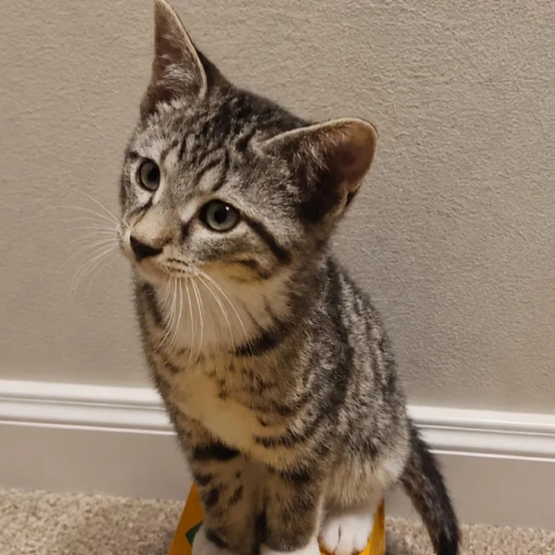 A baby small-sized female Brown / Chocolate Domestic Short Hair cat named Bright eyes for adoption in Wind Gap, PA