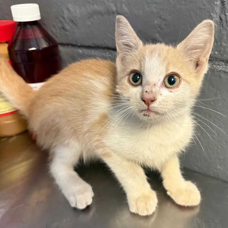 A baby small-sized male Cream / Ivory Domestic Short Hair cat named TUSCStray_ for adoption in Tuscaloosa, AL