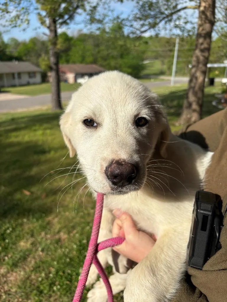 A baby medium-sized male Great Pyrenees dog named Gumball for adoption in Ada, OK