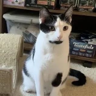 An adult medium-sized female Black & White / Tuxedo Domestic Short Hair cat named Jewel for adoption in Sewell, NJ