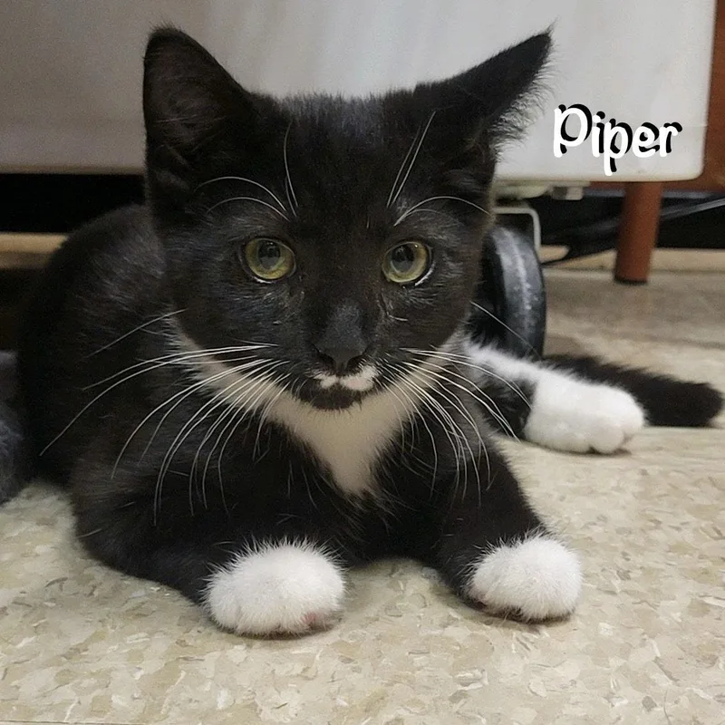 A young medium-sized female Black & White / Tuxedo Domestic Short Hair cat named Piper for adoption in Spring Lake, NJ