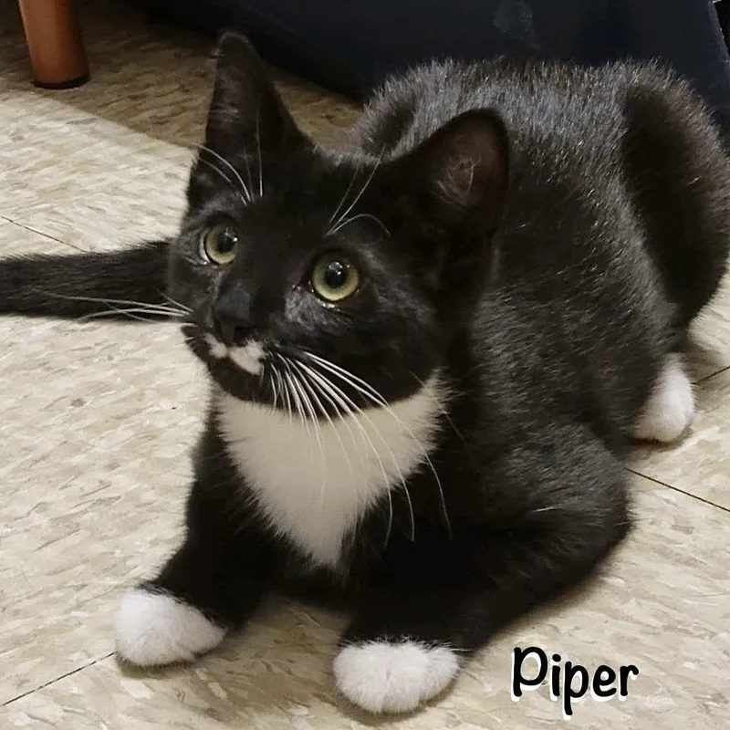 Piper thumbnail 2