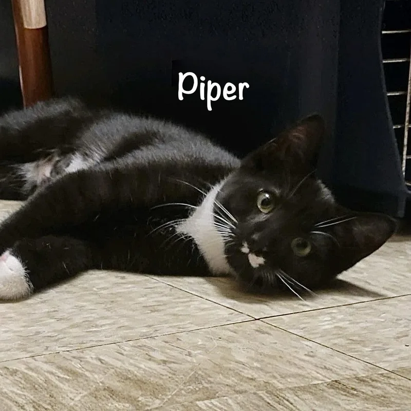 Piper thumbnail 3