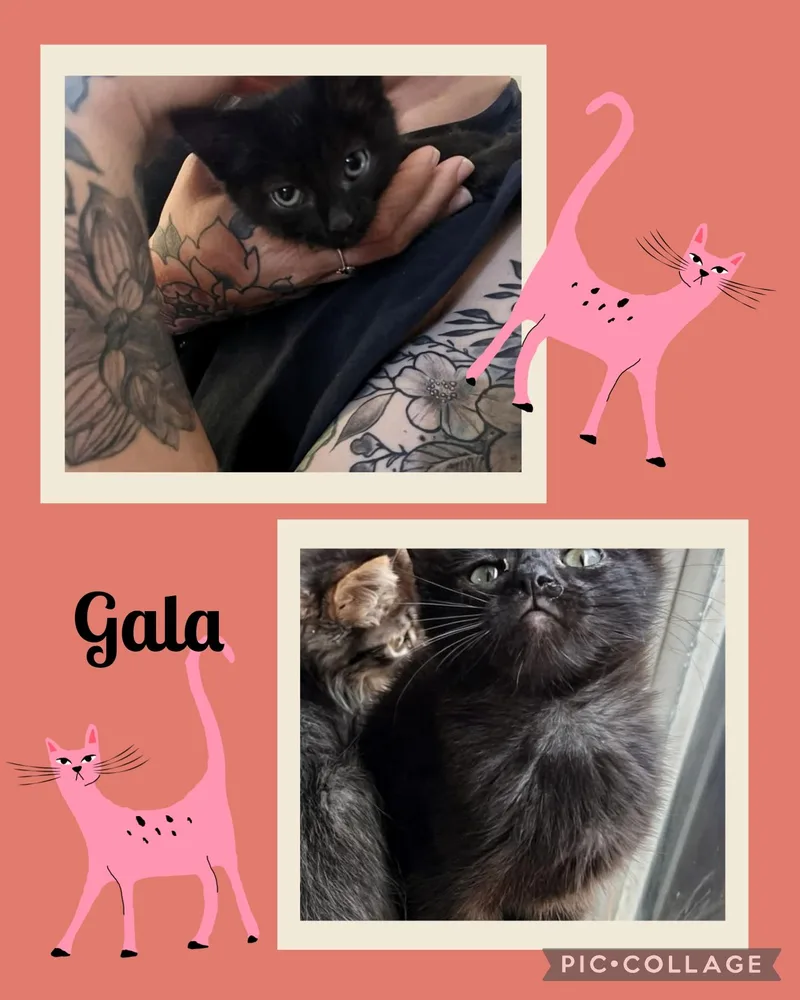 A baby small-sized female Black Domestic Short Hair cat named Gala for adoption in Newberg, OR