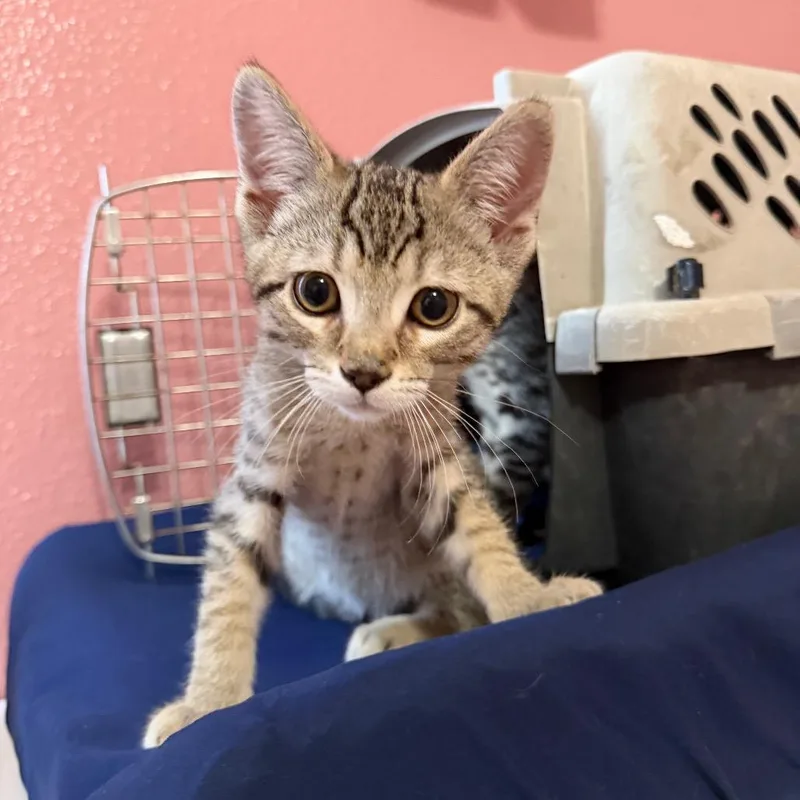 A baby small-sized male Brown / Chocolate Domestic Short Hair cat named Loki for adoption in Nampa, ID