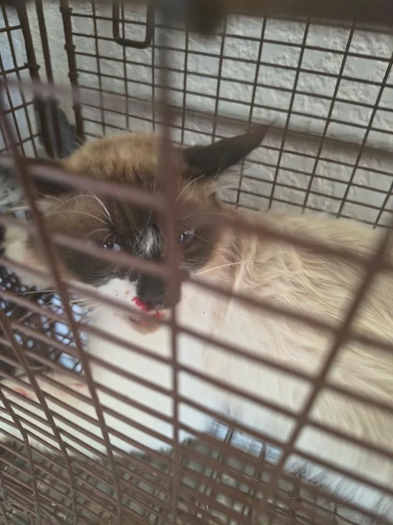 An adult small-sized male Ragdoll cat named Angelica for adoption in Brownwood, TX
