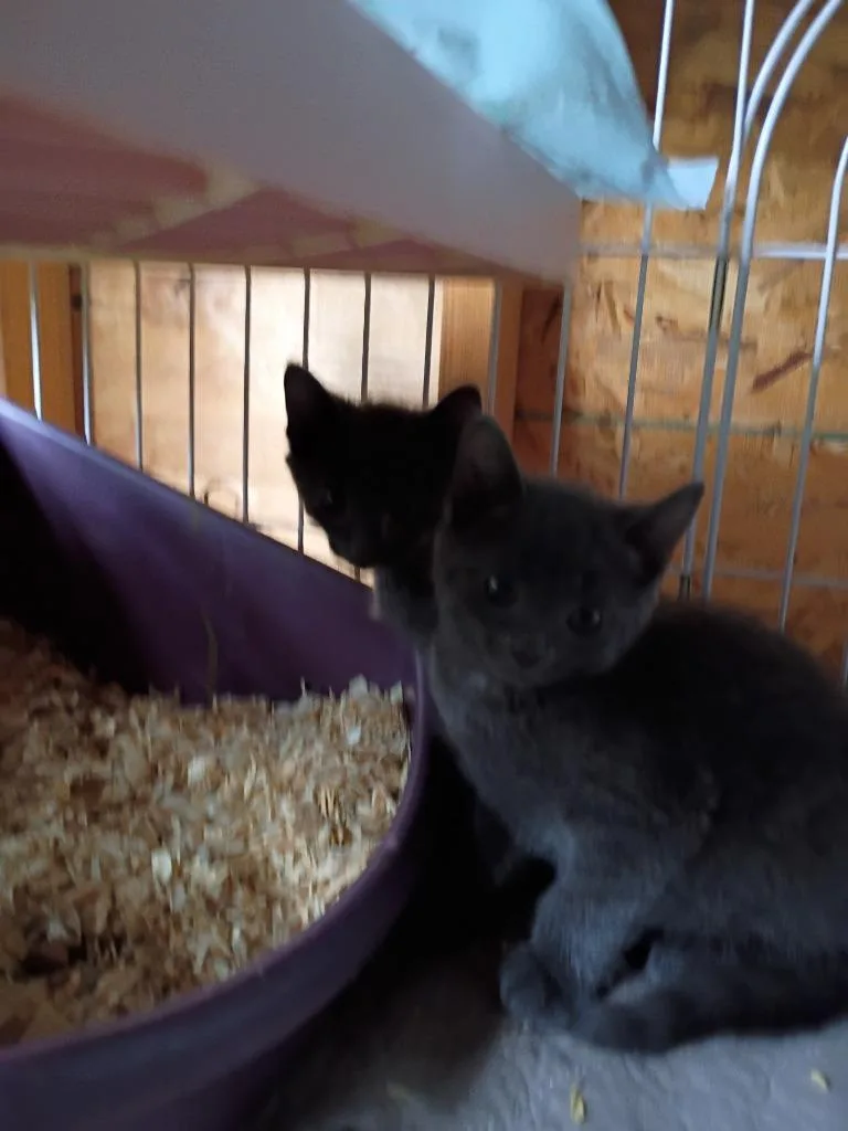 A baby small-sized male Domestic Short Hair cat named Gunnar for adoption in LIberty, NY