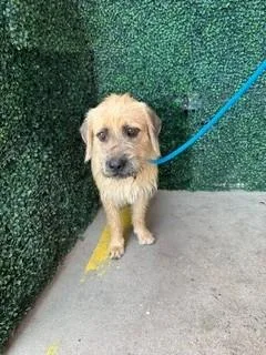 A baby medium-sized male Brown / Chocolate Terrier dog named 61372933 for adoption in El Paso, TX