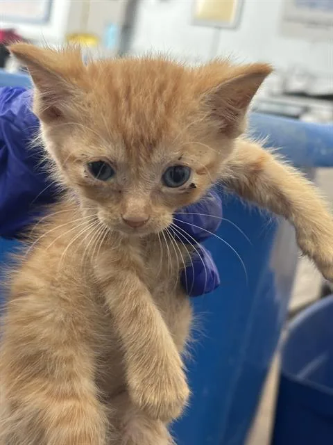 A baby medium-sized male Domestic Short Hair cat named Toby for adoption in Dallas, TX