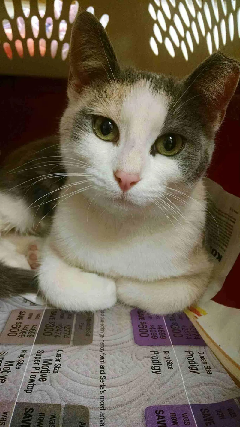 A young medium-sized female Calico cat named Peanut for adoption in Dalzell, IL