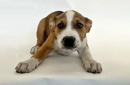A baby small-sized male Terrier dog named Bryce for adoption in Saint Louis, MO
