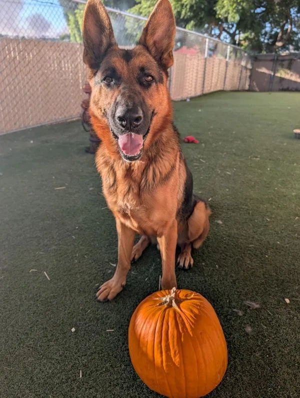 An adult large-sized male German Shepherd Dog dog named Sam for adoption in Oceanside, CA