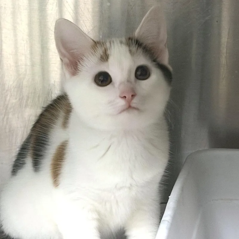 A baby small-sized female Calico Domestic Short Hair cat named Margo for adoption in Marion, VA