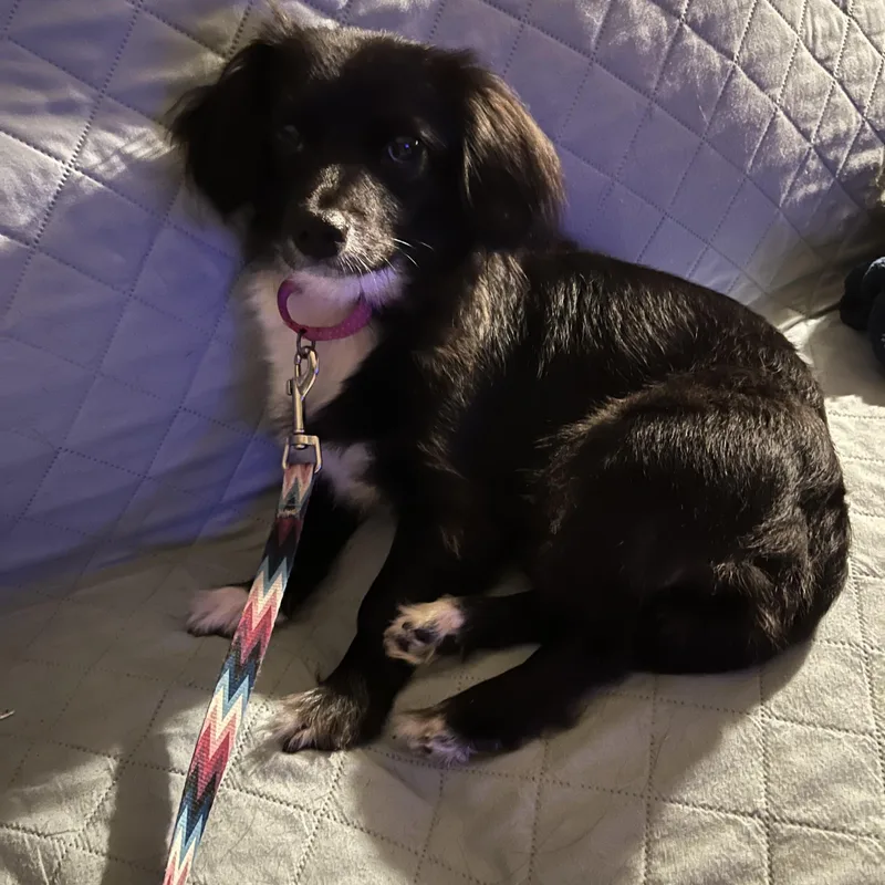 An adult small-sized female Black Dachshund (Long Haired) dog named Kaisley ORThw for adoption in Missouri City, TX