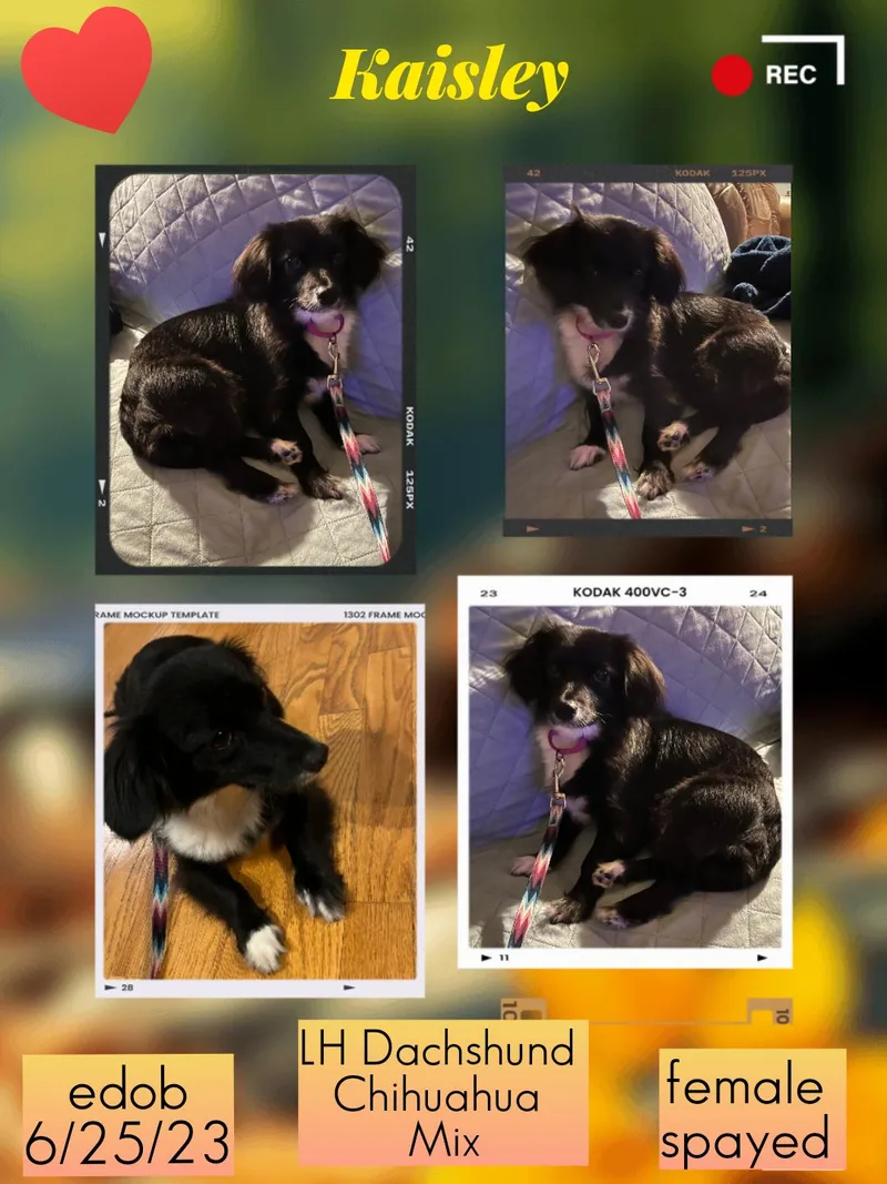 Kaisley ORThw thumbnail 4