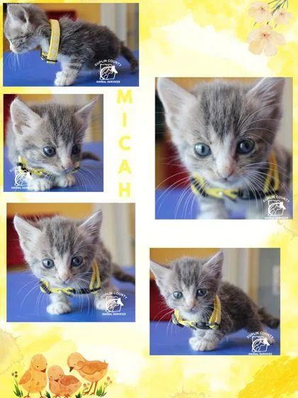 A baby small-sized male Domestic Medium Hair cat named Micah for adoption in Kenansville, NC