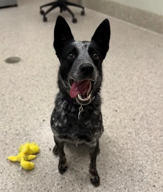 A young medium-sized female Australian Cattle Dog / Blue Heeler dog named Basil for adoption in Brighton, CO