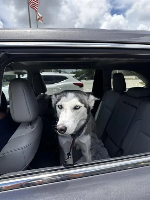 An adult medium-sized female Siberian Husky dog named Sky for adoption in Fort Lauderdale, FL