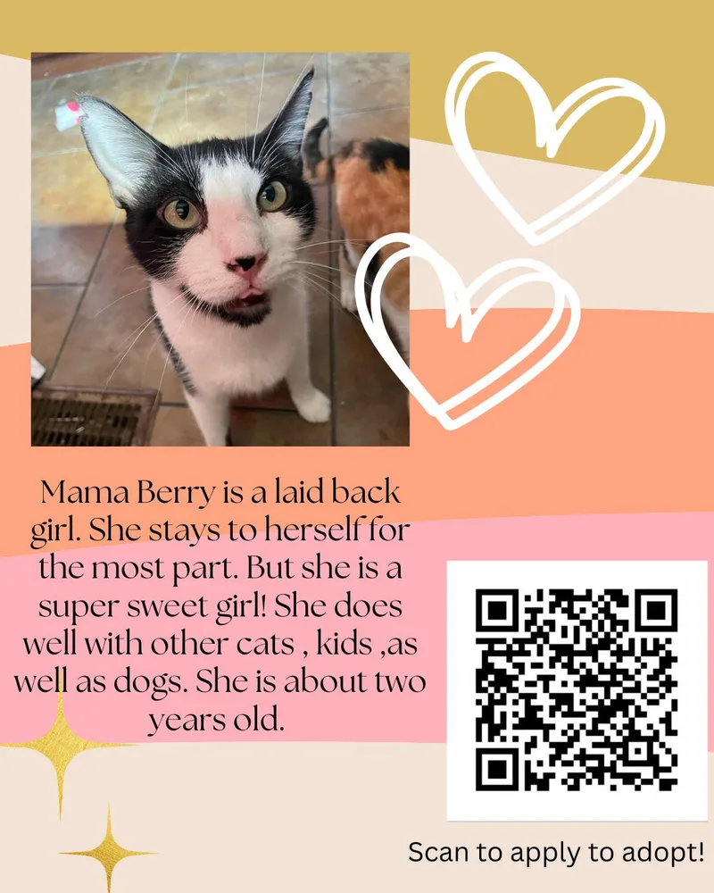 An adult medium-sized female Black & White / Tuxedo Domestic Short Hair cat named Mama Berry for adoption in Broken Arrow, OK