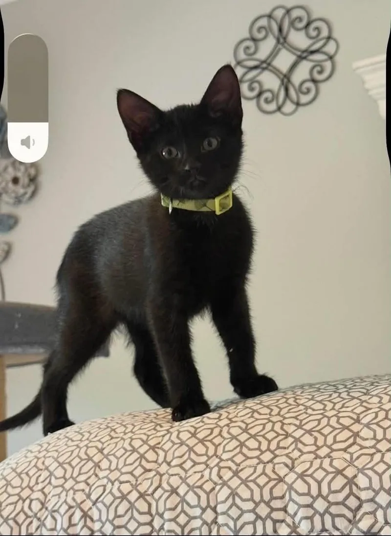 A baby medium-sized female Domestic Short Hair cat named Coal for adoption in South River, NJ