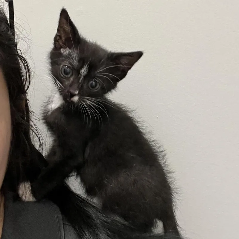A baby small-sized female Black Domestic Short Hair cat named Melody for adoption in Richmond Hill, GA