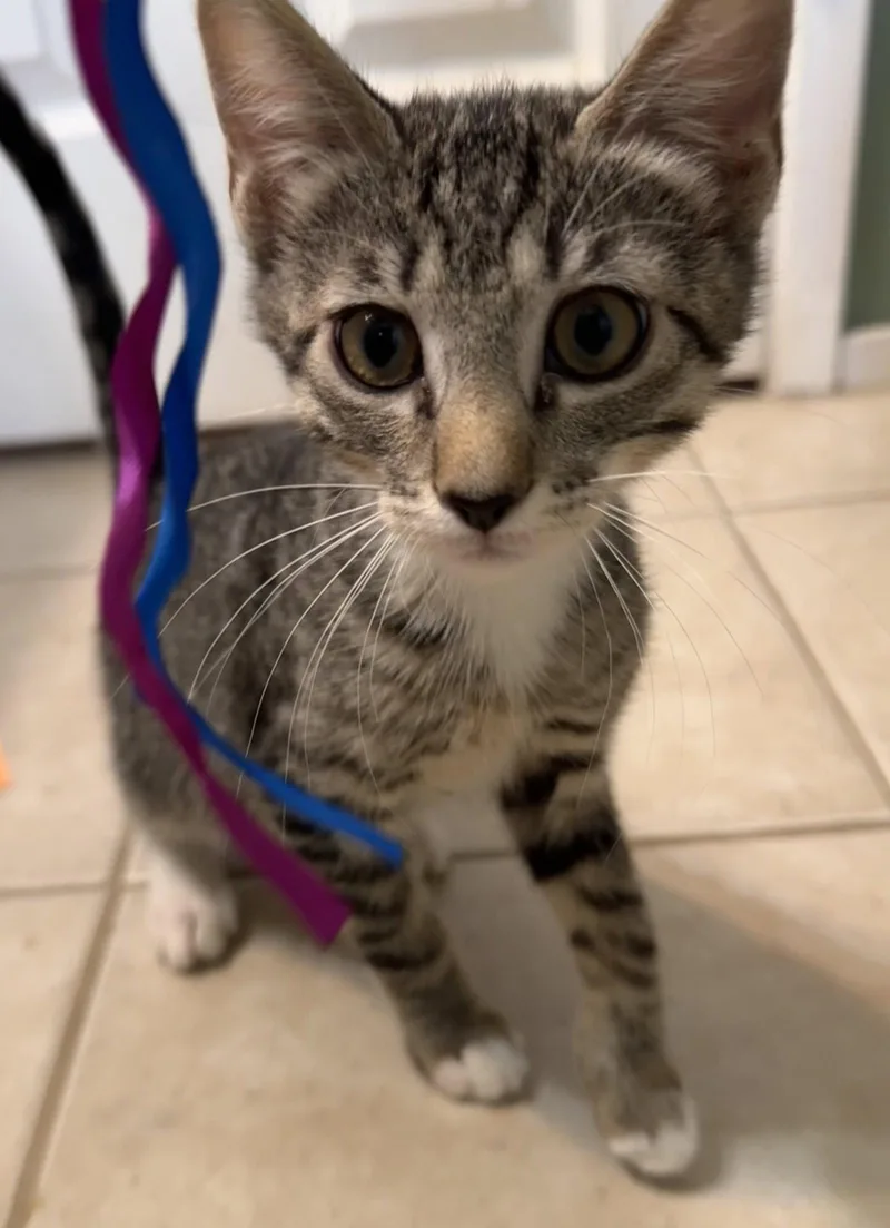 A baby medium-sized male Tabby cat named Marvin for adoption in Vallejo, CA