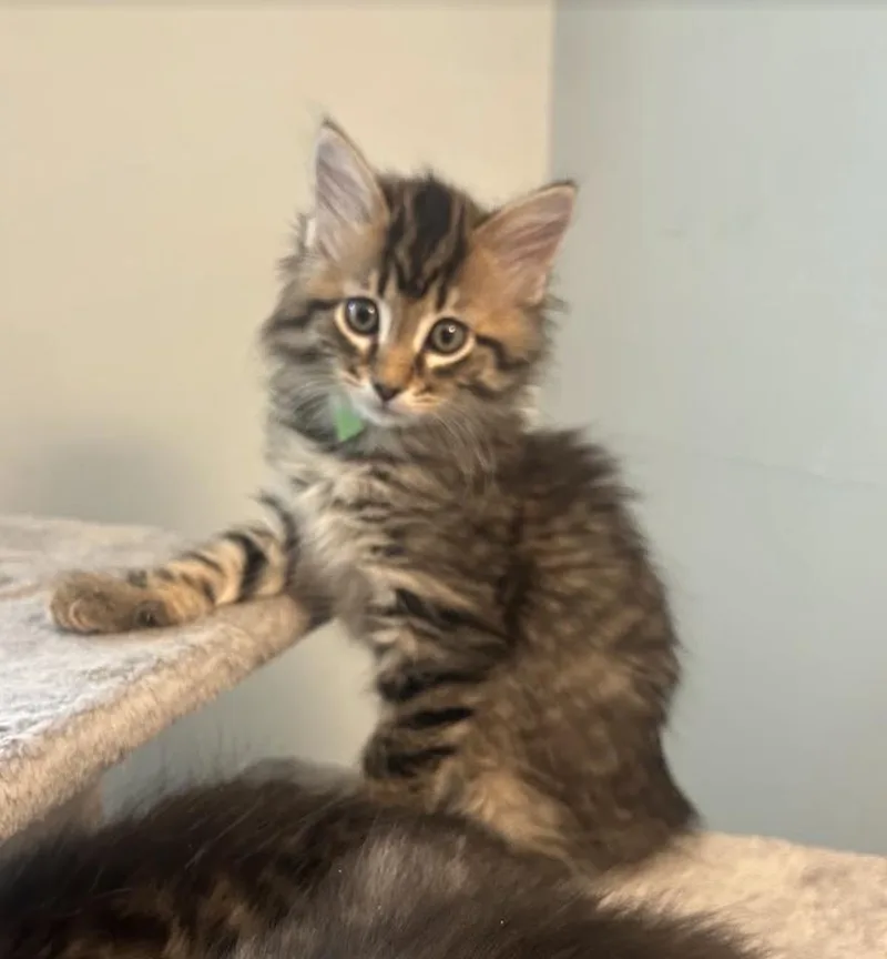 A baby medium-sized male Domestic Long Hair cat named Bao for adoption in Columbus, OH